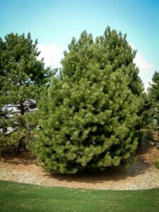 Сосна Чёрная (Pinus Nigra) купить по цене от 270.00р. в интернет-магазине «Посадика» с доставкой почтой в в Канске и по всей России – [изображение №1].