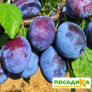 Слива Чачакская ранняя купить по цене от 229.00р. в интернет-магазине «Посадика» с доставкой почтой в в Канске и по всей России – [изображение №1].