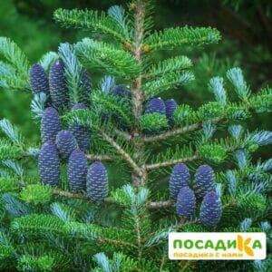 Пихта корейская (Abies koreana) купить по цене от 450.00р. в интернет-магазине «Посадика» с доставкой почтой в в Канске и по всей России – [изображение №1].