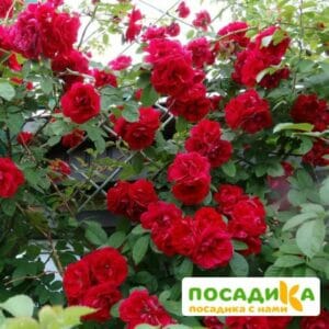 Роза плетистая Амадеус купить по цене от 399.00р. в интернет-магазине «Посадика» с доставкой почтой в в Канске и по всей России – [изображение №1].