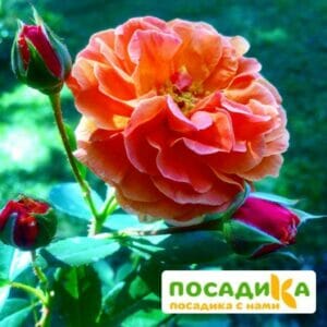 Роза Арабия купить по цене от 350.00р. в интернет-магазине «Посадика» с доставкой почтой в в Канске и по всей России – [изображение №1].