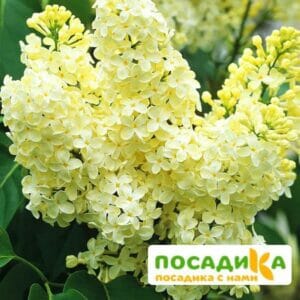 Сирень Примроуз (Primrose) купить по цене от 529.00р. в интернет-магазине «Посадика» с доставкой почтой в в Канске и по всей России – [изображение №1].