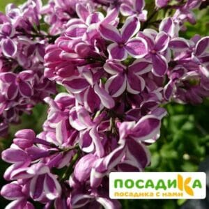 Сирень Сенсация купить по цене от 529.00р. в интернет-магазине «Посадика» с доставкой почтой в в Канске и по всей России – [изображение №1].