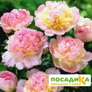 Пион Распберри Сандей (Paeonia Raspberry Sundae) купить по цене от 959р. в интернет-магазине «Посадика» с доставкой почтой в в Канске и по всей России – [изображение №1].