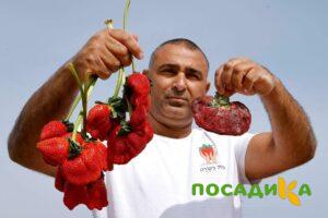 Клубника Гигант Джорнея купить по цене от 266р. в интернет-магазине «Посадика» с доставкой почтой в в Канске и по всей России – [изображение №1].