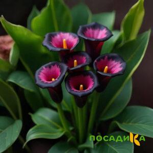 Калла Аура Лейс купить по цене от 400р. в интернет-магазине «Посадика» с доставкой почтой в в Канске и по всей России – [изображение №1].