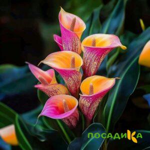 Калла Оникс купить по цене от 450р. в интернет-магазине «Посадика» с доставкой почтой в в Канске и по всей России – [изображение №1].