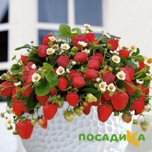 Клубника Рубиновый Шепот (горшечная) купить по цене от 240р. в интернет-магазине «Посадика» с доставкой почтой в в Канске и по всей России – [изображение №1].
