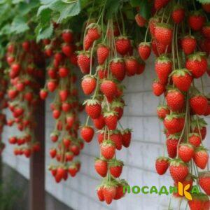 Клубника вьющаяся Комплимент купить по цене от 470р. в интернет-магазине «Посадика» с доставкой почтой в в Канске и по всей России – [изображение №1].