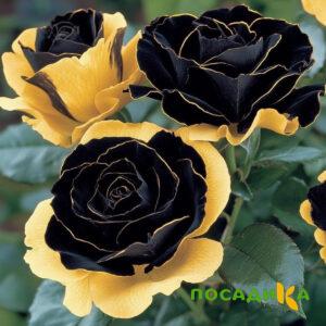 Роза Ханни Сикл купить по цене от 700р. в интернет-магазине «Посадика» с доставкой почтой в в Канске и по всей России – [изображение №1].
