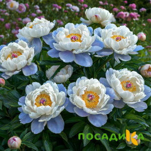 Пион акварельный Этюд купить по цене от 806р. в интернет-магазине «Посадика» с доставкой почтой в в Канске и по всей России – [изображение №1].
