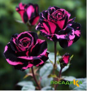 Роза Багровый Шепот купить по цене от 366р. в интернет-магазине «Посадика» с доставкой почтой в в Канске и по всей России – [изображение №1].