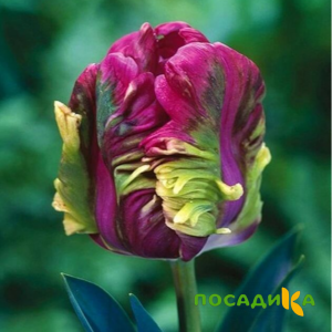 Тюльпан Экзотик Хэвен купить по цене от 186р. в интернет-магазине «Посадика» с доставкой почтой в в Канске и по всей России – [изображение №1].